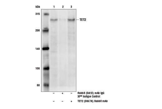 Immunoprecipitation Image 1: TET2 (D6C7K) Rabbit Monoclonal Antibody