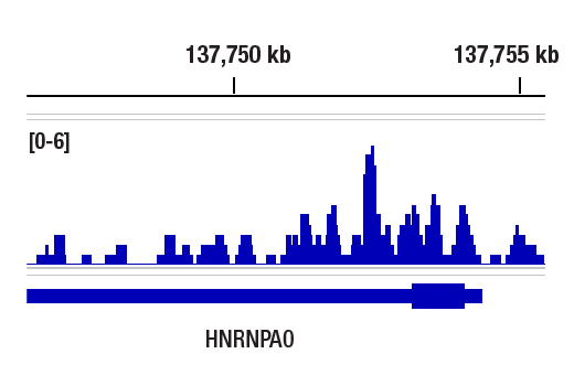 Chromatin Immunoprecipitation Image 1: p300 (E8S2V) Rabbit Monoclonal Antibody