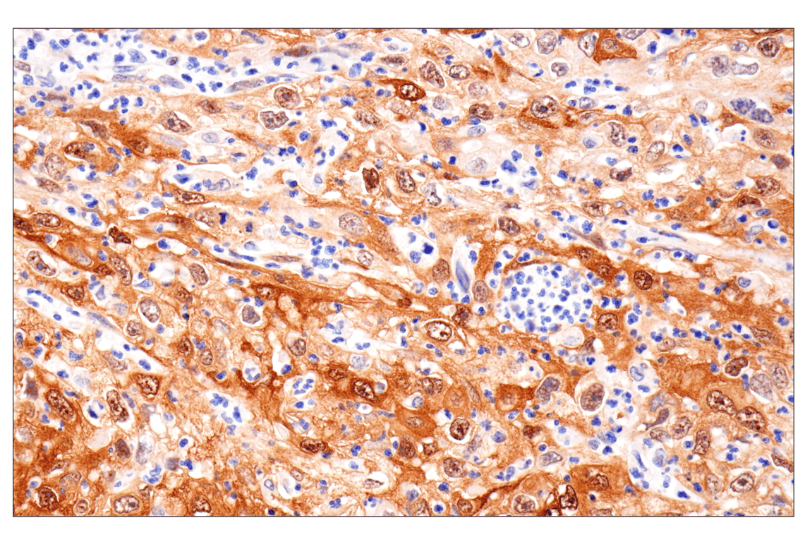 Immunohistochemistry Image 3: HSP27 (E1J4D) Rabbit Monoclonal Antibody
