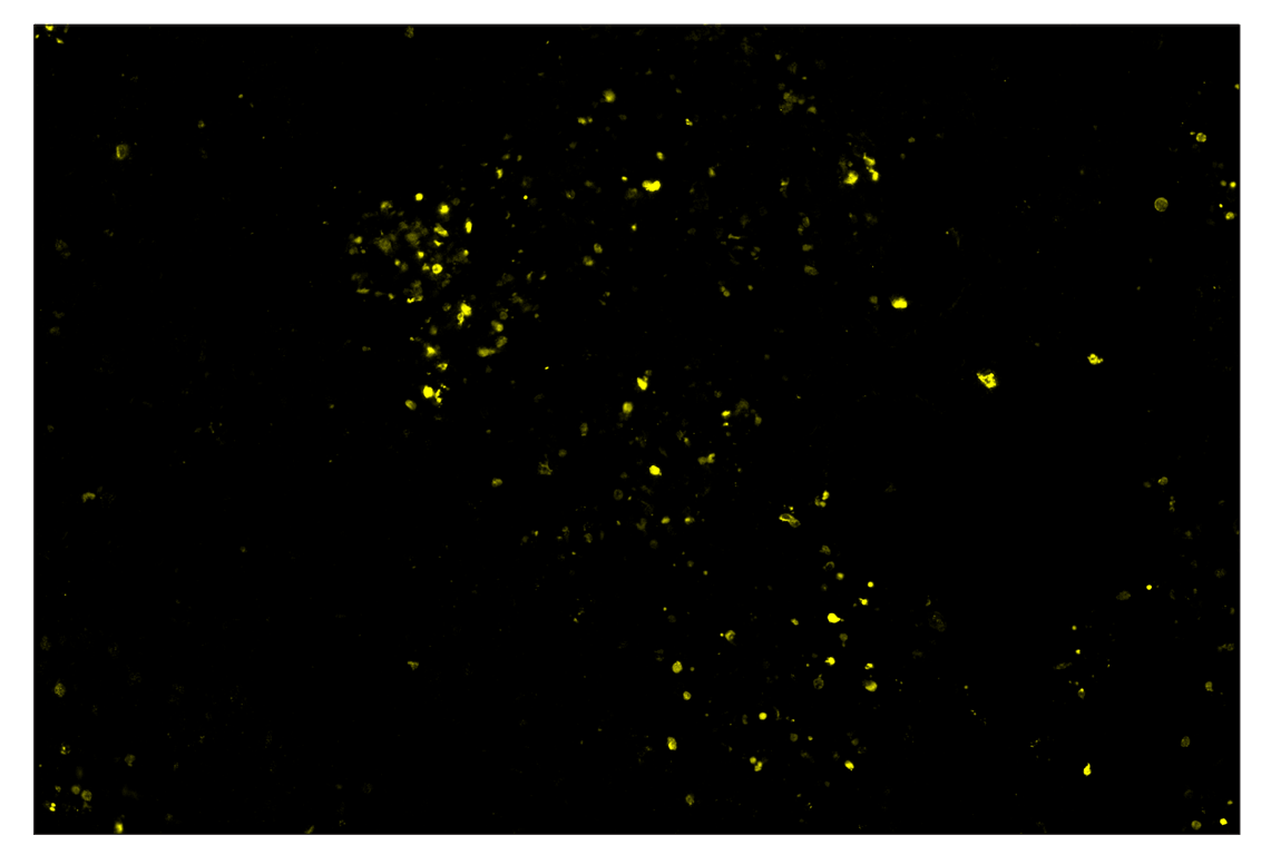 Immunohistochemistry Image 3: Phospho-Histone H2A.X (Ser139) (D7T2V) & CO-0135-488 SignalStar<sup>™</sup> Oligo-Antibody Pair