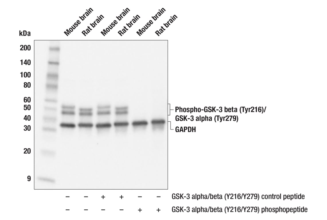 pourtoi79ページ Phospho-Tau (Ser396) (PHF13) Mouse Monoclonal Antibody (BSA and