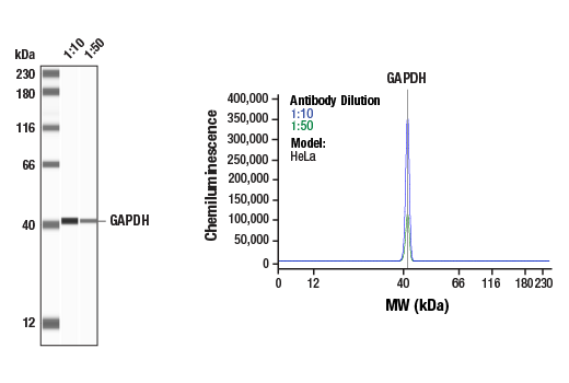 Western Blotting Image 1: GAPDH (D16H11) Rabbit Monoclonal Antibody