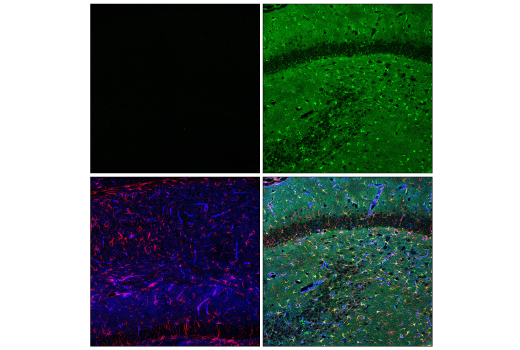 Immunofluorescence Image 1: ApoE (pan) (D7I9N) Rabbit mAb (BSA and Azide Free)