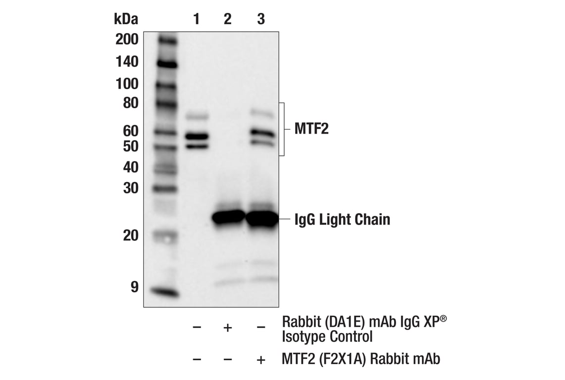 Immunoprecipitation Image 1: MTF2 (F2X1A) Rabbit Monoclonal Antibody