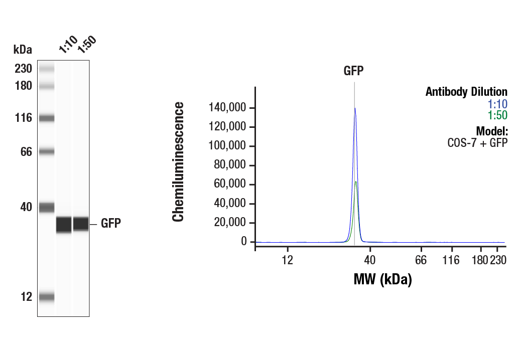 Western Blotting Image 1: GFP (D5.1) Rabbit Monoclonal Antibody