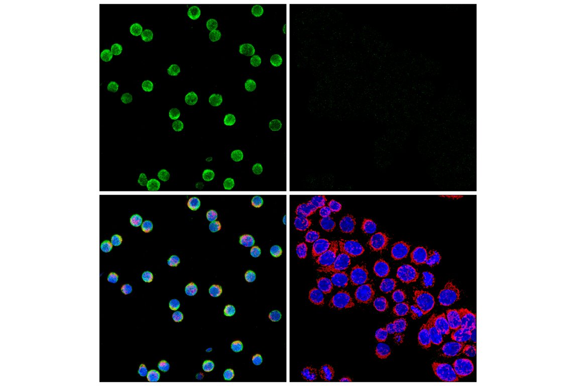 Immunofluorescence Image 1: HPK1 (E1C3L) Rabbit Monoclonal Antibody