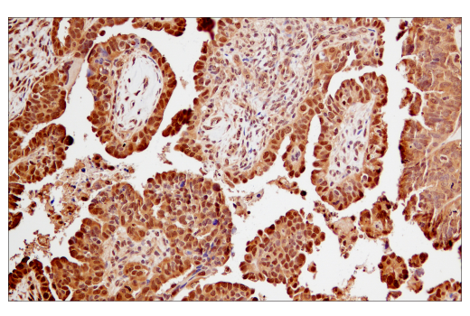 Immunohistochemistry Image 3: Ubiquitin (P37) Antibody