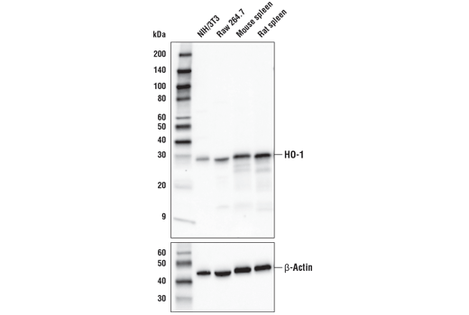 Western Blotting Image 1: HO-1 (E6Z5G) Rabbit mAb