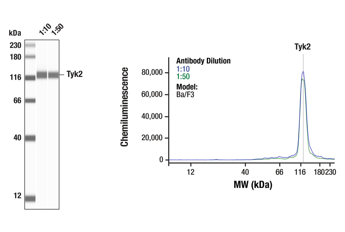 Western Blotting Image 1: Tyk2 (E9H4T) Rabbit Monoclonal Antibody