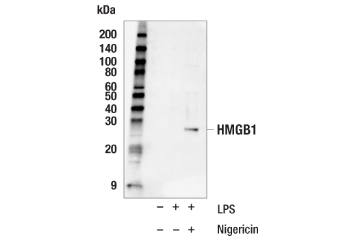 Western Blotting Image 2: HMGB1 (D3E5) Rabbit Monoclonal Antibody (BSA and Azide Free)