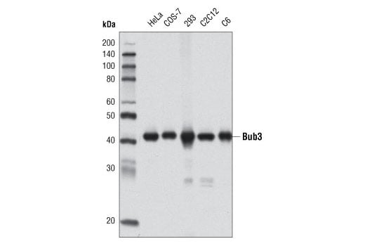 Western Blotting Image 1: Bub3 (D4F9) Rabbit mAb