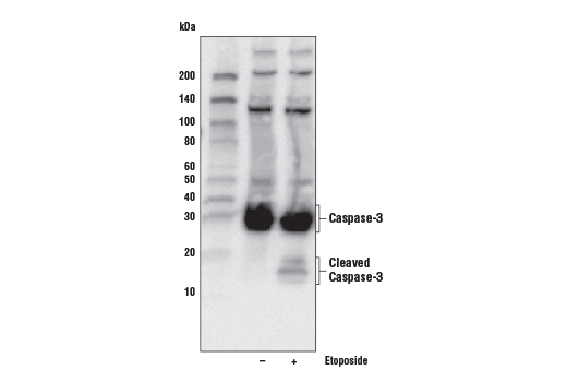 undefined Image 3: Jurkat Apoptosis Cell Extracts (etoposide)