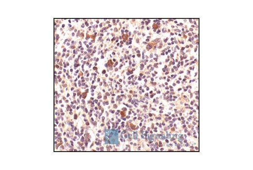 Immunohistochemistry Image 3: HSP90 Antibody