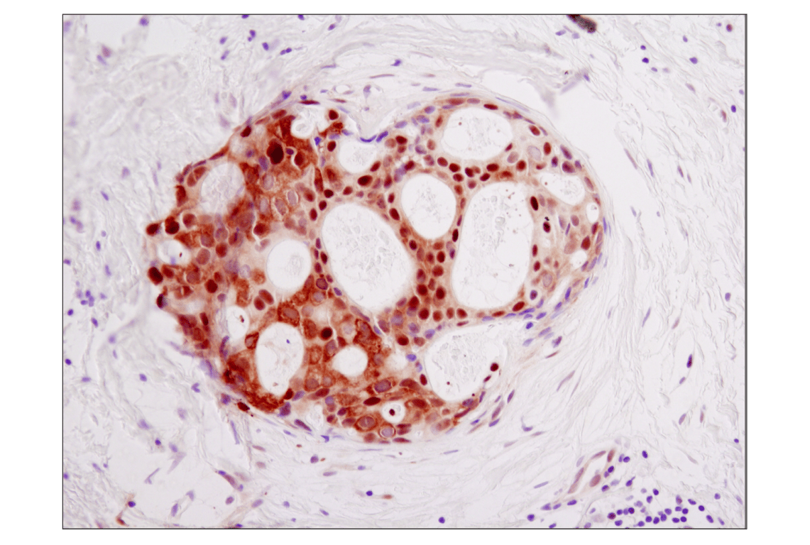 Immunohistochemistry Image 1: GAPDH (D16H11) Rabbit Monoclonal Antibody