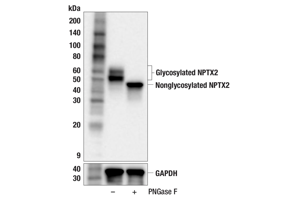 Western Blotting Image 2: NPTX2 (F6B1F) Rabbit Monoclonal Antibody