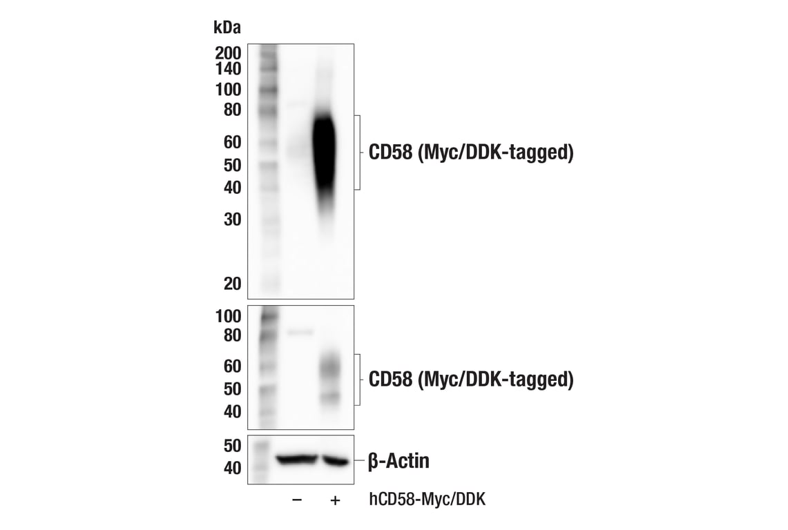 Western Blotting Image 2: CD58 (F7R6O) Rabbit Monoclonal Antibody