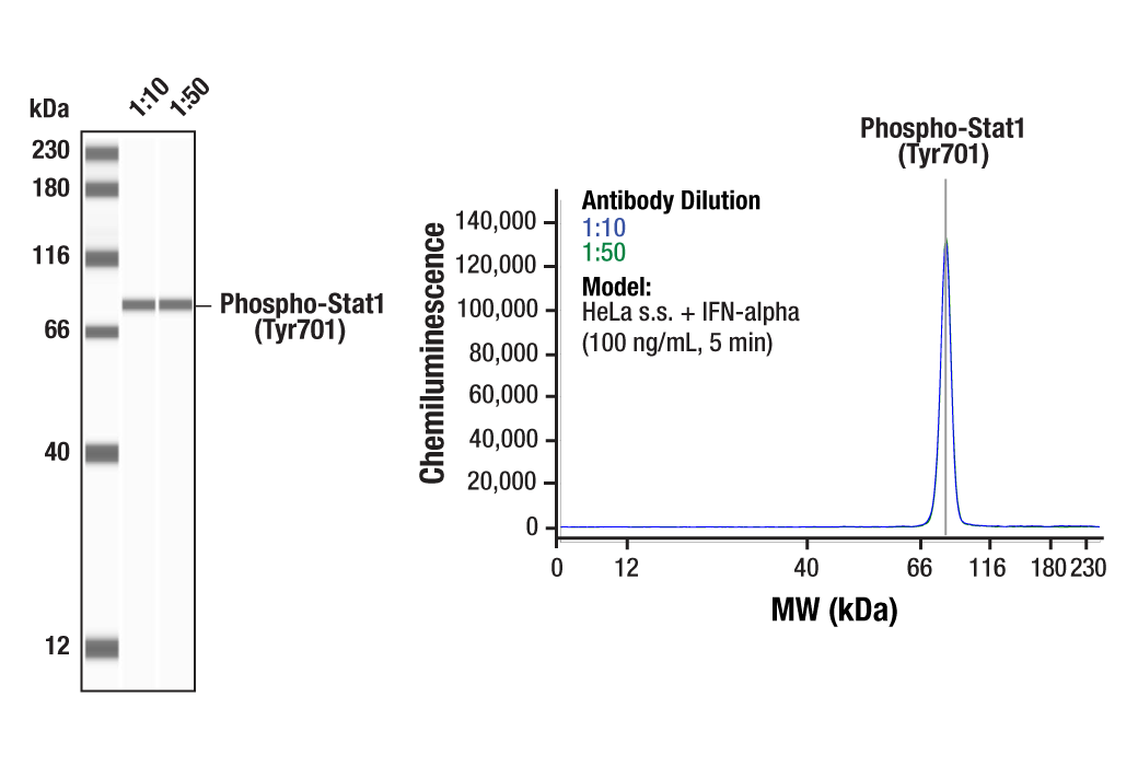 Phospho-Stat1 (Tyr701) (58D6) Rabbit mAb (#9167) Datasheet