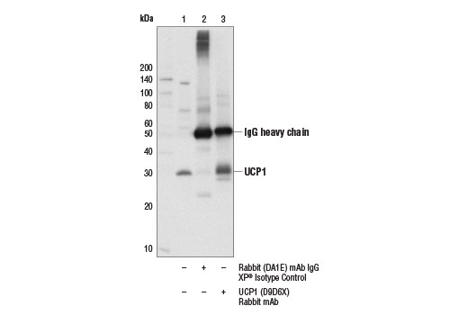 Immunoprecipitation Image 1: UCP1 (D9D6X) Rabbit Monoclonal Antibody