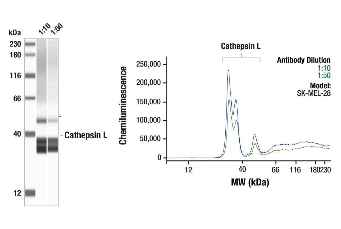 Western Blotting Image 1: Cathepsin L (E3R3P) Rabbit Monoclonal Antibody