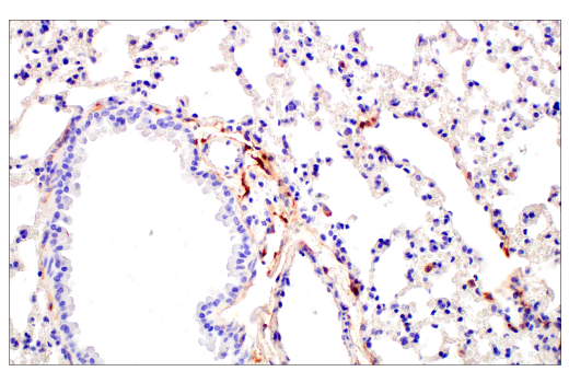 Immunohistochemistry Image 5: FcRn (E4D5I) Rabbit Monoclonal Antibody