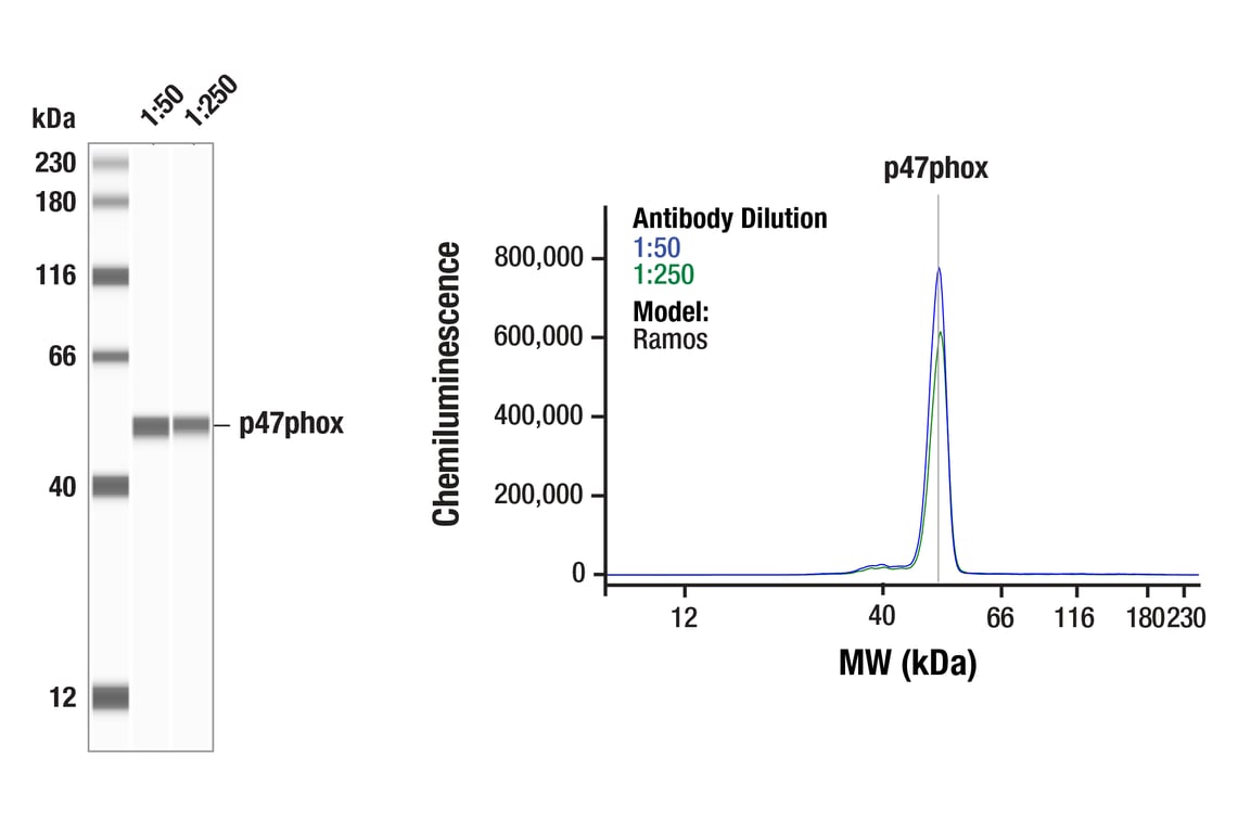 Western Blotting Image 1: p47phox (F3Y6C) Rabbit Monoclonal Antibody