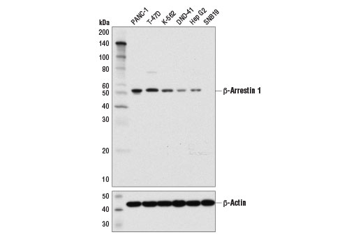 Western Blotting Image 1: β-Arrestin 1 (D7Z3W) XP<sup>®</sup> Rabbit mAb (BSA and Azide Free)