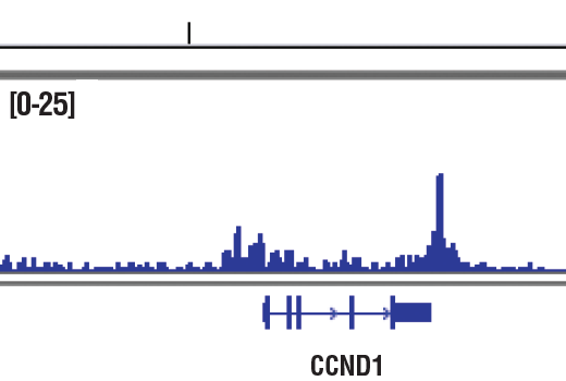Chromatin Immunoprecipitation Image 1: SRC-3 (5E11) Rabbit Monoclonal Antibody