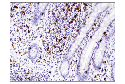 Immunohistochemistry Image 2: CD8 alpha (C8/144B) Mouse Monoclonal Antibody (BSA and Azide Free)
