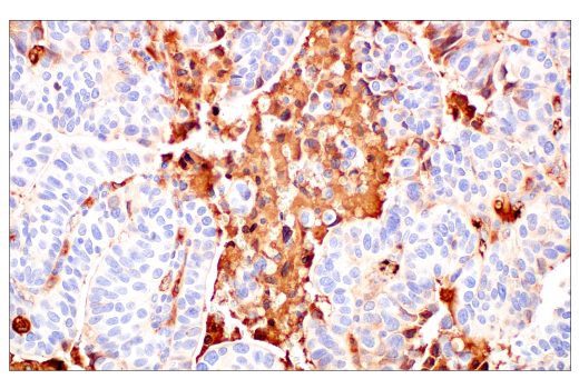 Immunohistochemistry Image 6: ApoE (pan) (E8C2U) Mouse Monoclonal Antibody
