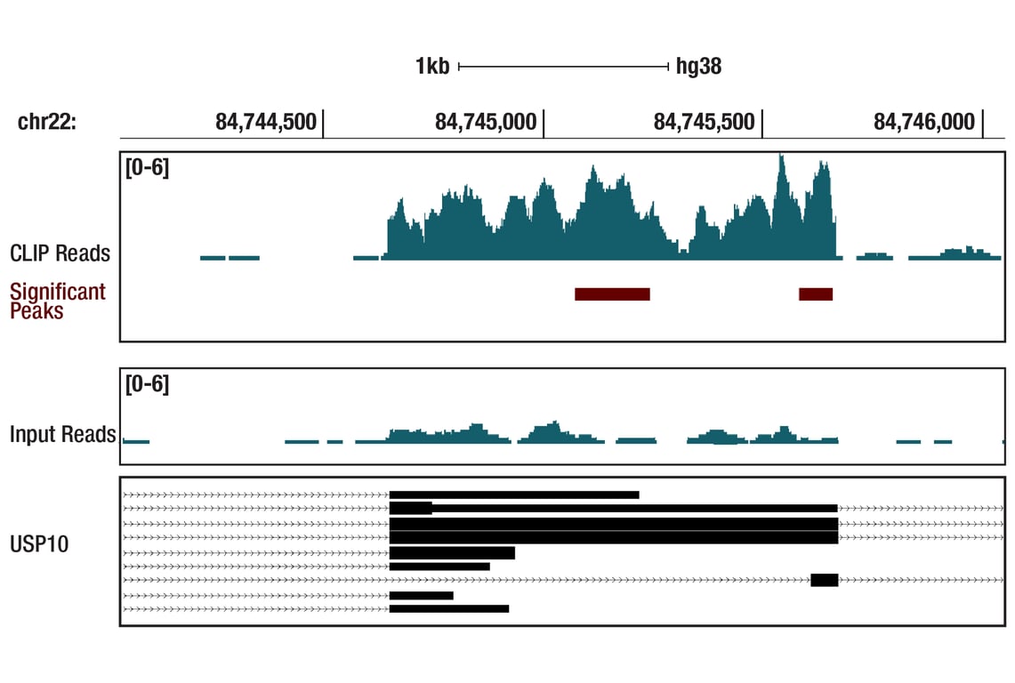 eCLIP Image 1: USP10 (D7A5) Rabbit Monoclonal Antibody