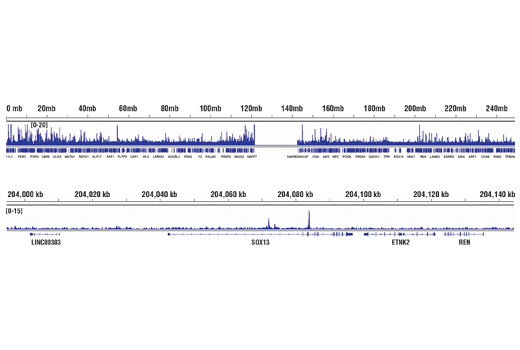 Chromatin Immunoprecipitation Image 2: MITF (D5G7V) Rabbit Monoclonal Antibody