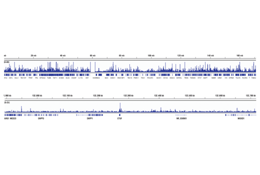 Chromatin Immunoprecipitation Image 2: YAP (D8H1X) Rabbit Monoclonal Antibody