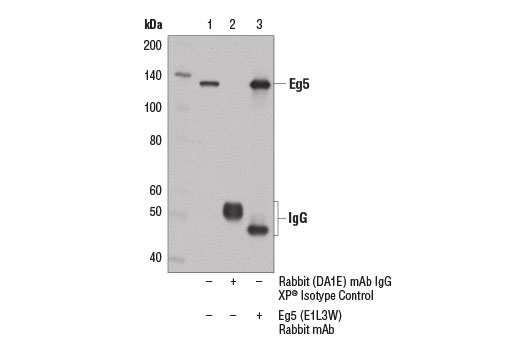 Immunoprecipitation Image 1: Eg5 (E1L3W) Rabbit Monoclonal Antibody