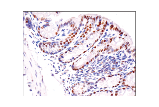 Immunohistochemistry Image 4: HAUSP (D17C6) Rabbit Monoclonal Antibody (BSA and Azide Free)