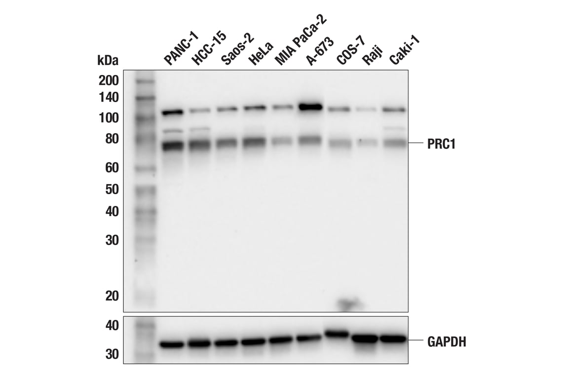 Western Blotting Image 4: PRC1 (F7C7R) Rabbit Monoclonal Antibody