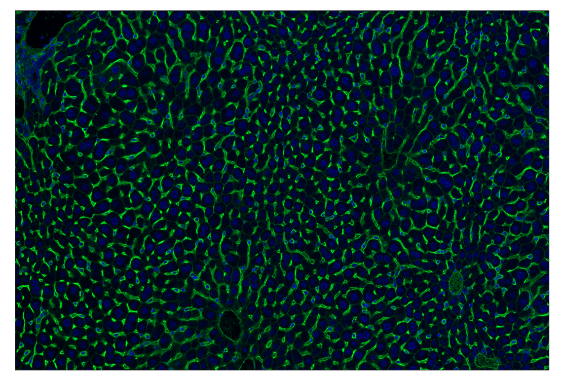 Immunohistochemistry Image 2: CD47 (E2V9V) & CO-0141-647 SignalStar<sup>™</sup> Oligo-Antibody Pair
