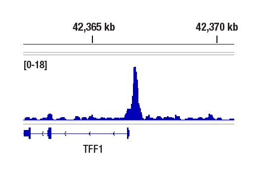 Chromatin Immunoprecipitation Image 1: SMARCD1/BAF60A (E7W9W) Rabbit Monoclonal Antibody