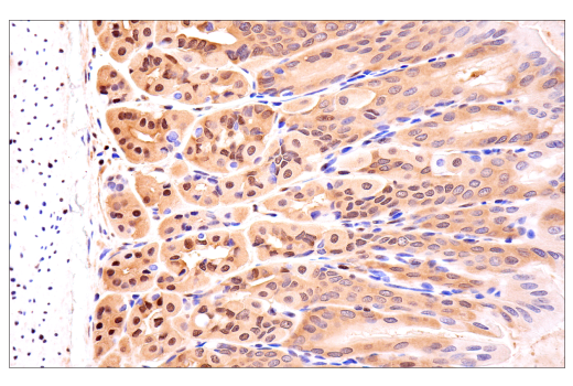 YAP/TAZ (E9M8G) Rabbit mAb (BSA and Azide Free) | Cell