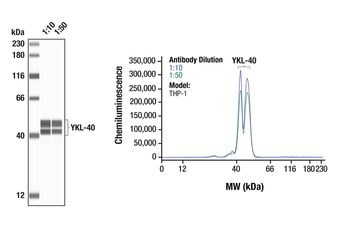 Western Blotting Image 1: YKL-40 (E2L1M) Rabbit Monoclonal Antibody