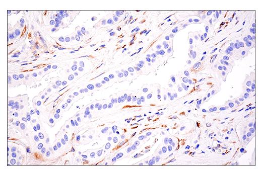 Immunohistochemistry Image 1: LOXL2 (E3P7Y) Rabbit Monoclonal Antibody (BSA and Azide Free)
