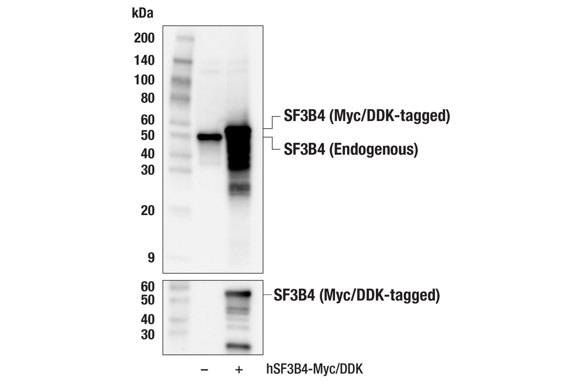 Western Blotting Image 3: SF3B4 (E7R4H) Rabbit Monoclonal Antibody