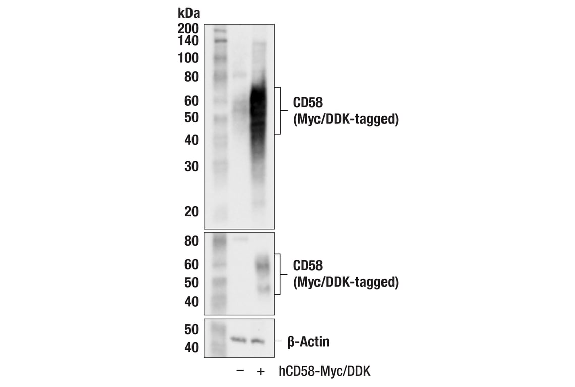 Western Blotting Image 2: CD58 (F1C9B) Rabbit Monoclonal Antibody