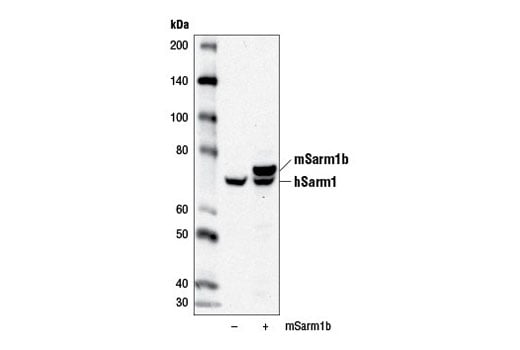 Western Blotting Image 2: SARM1 (D2M5I) Rabbit Monoclonal Antibody (BSA and Azide Free)