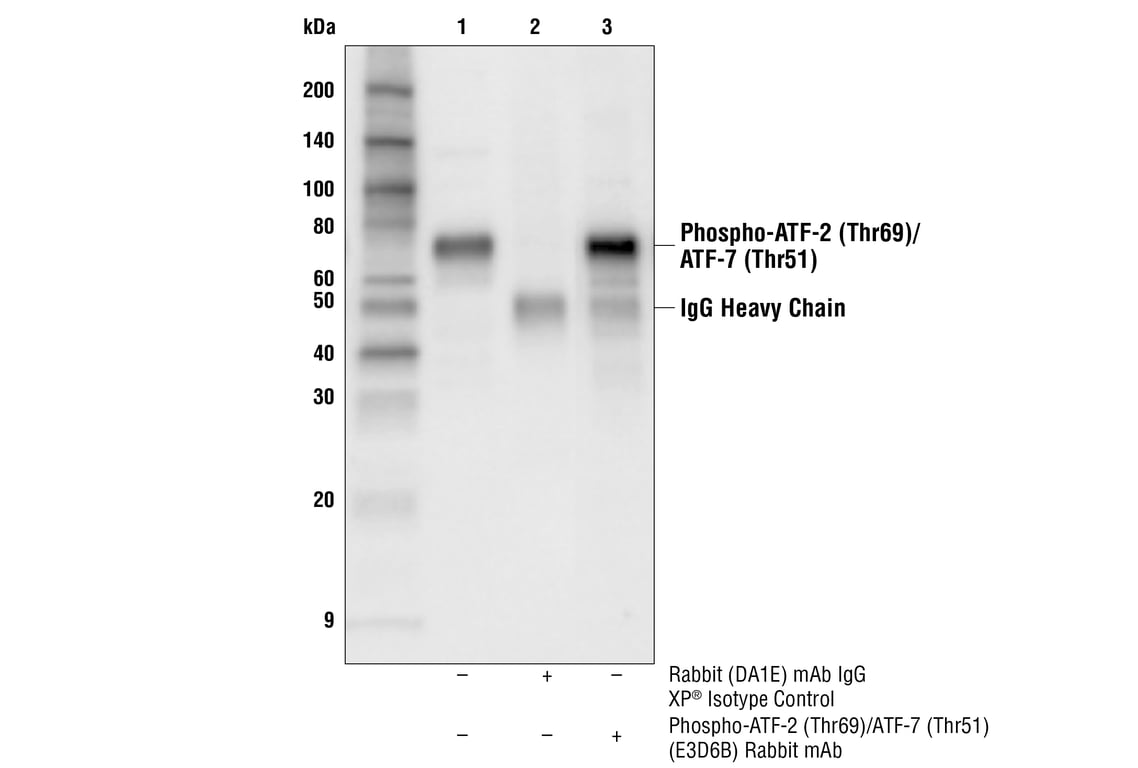 Immunoprecipitation Image 1: Phospho-ATF-2 (Thr69)/ATF-7 (Thr51) (E3D6B) Rabbit Monoclonal Antibody