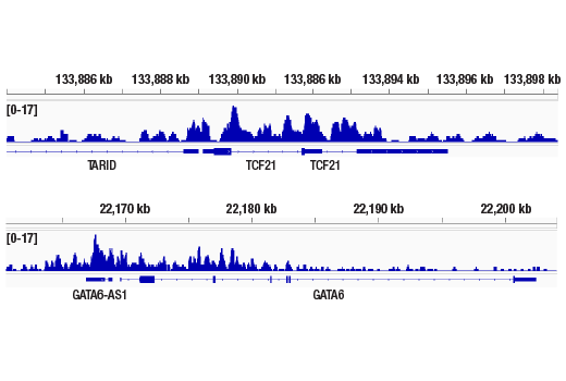 undefined Image 9: Non-Canonical BAF Complex Antibody Sampler Kit