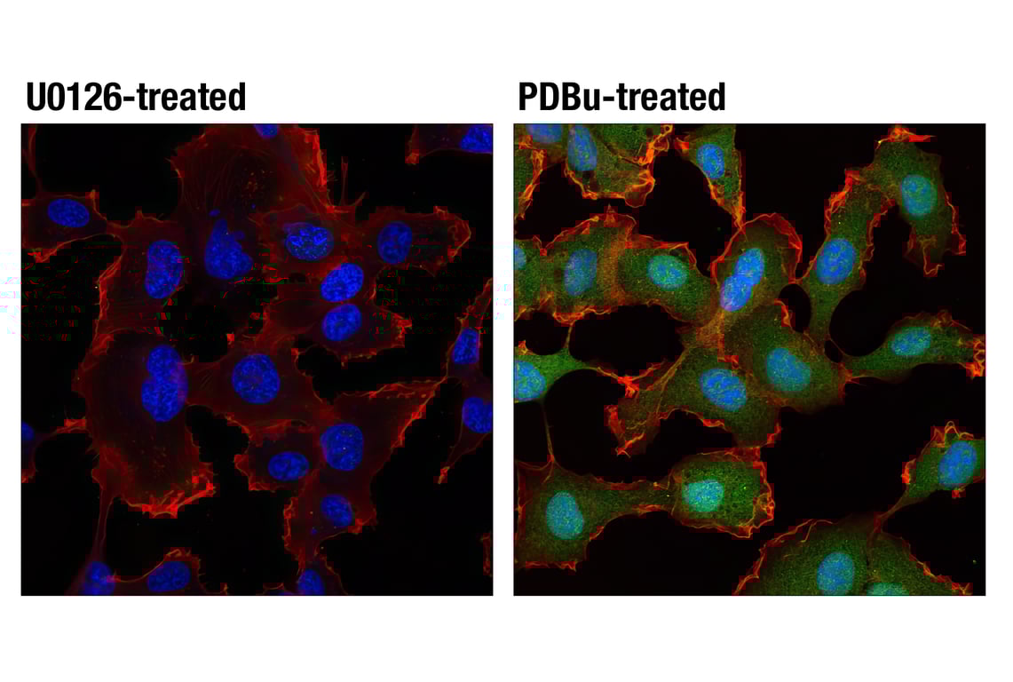 その他 ERK Phospho-ERK1/ERK2 (Thr202, Tyr204) Polyclonal Antibody (36-8800)