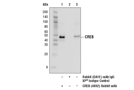 Immunoprecipitation Image 1: CREB (48H2) Rabbit Monoclonal Antibody