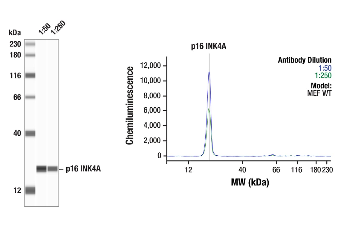Western Blotting Image 1: p16 INK4A (F2T7H) Rabbit Monoclonal Antibody