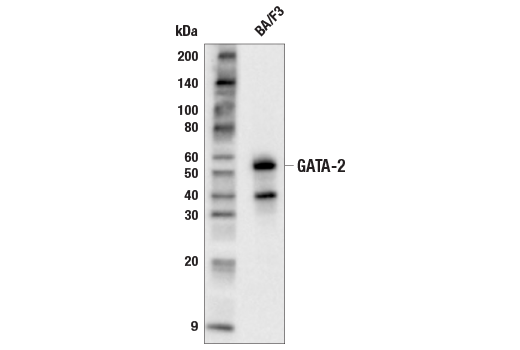 Western Blotting Image 3: GATA-2 (E9T6F) Rabbit Monoclonal Antibody