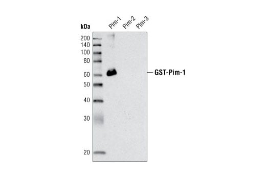 Western Blotting Image 2: Pim-1 (C93F2) Rabbit Monoclonal Antibody